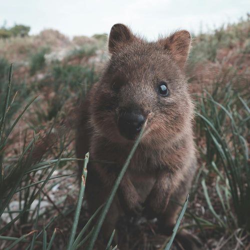 Introduction to Quokkas: The Happiest Animal on Planet